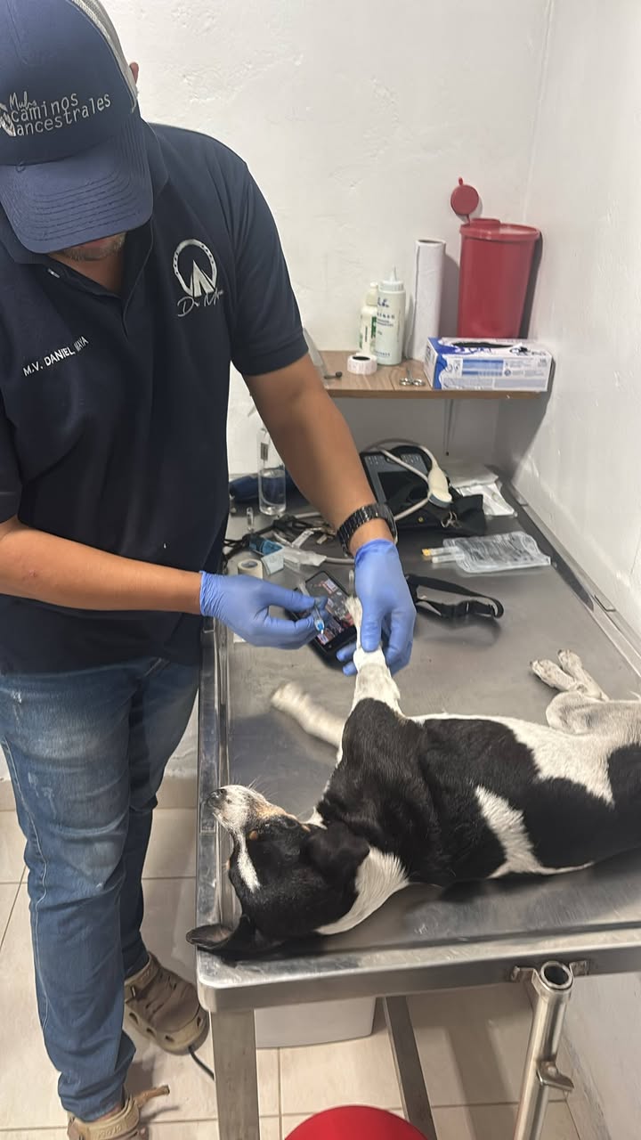 Perrita Atropellada Encontrada Necesita Ayuda Urgente en Amagá, Antioquia 