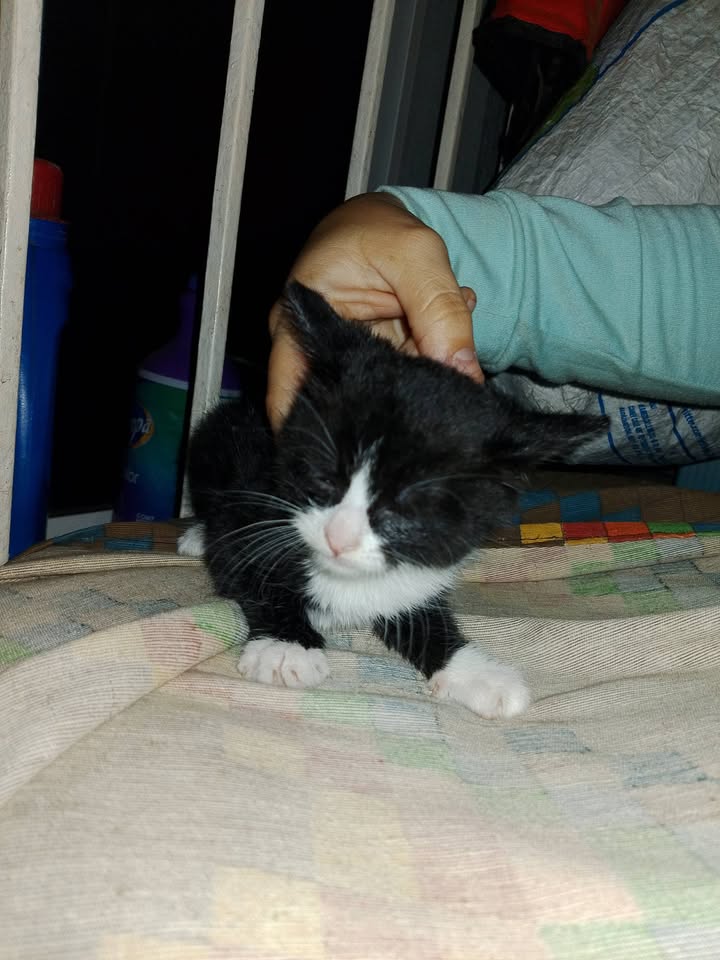 Gatitos en Adopción en Tuluá, Valle 