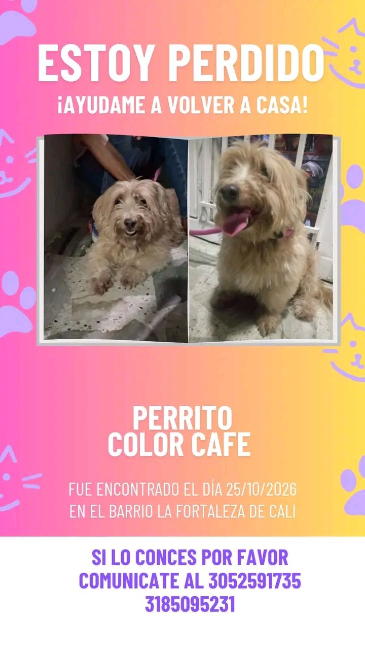 Perro Color Café Encontrado en Tuluá 
