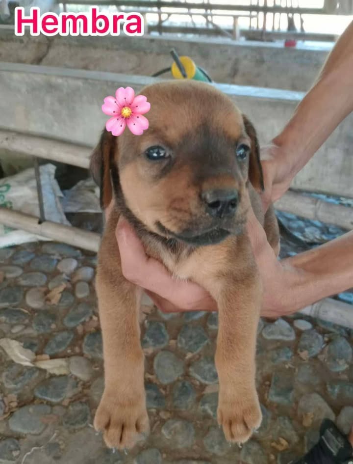 Cachorros Mestizos de Mediana Raza Buscan Hogar en Tuluá 