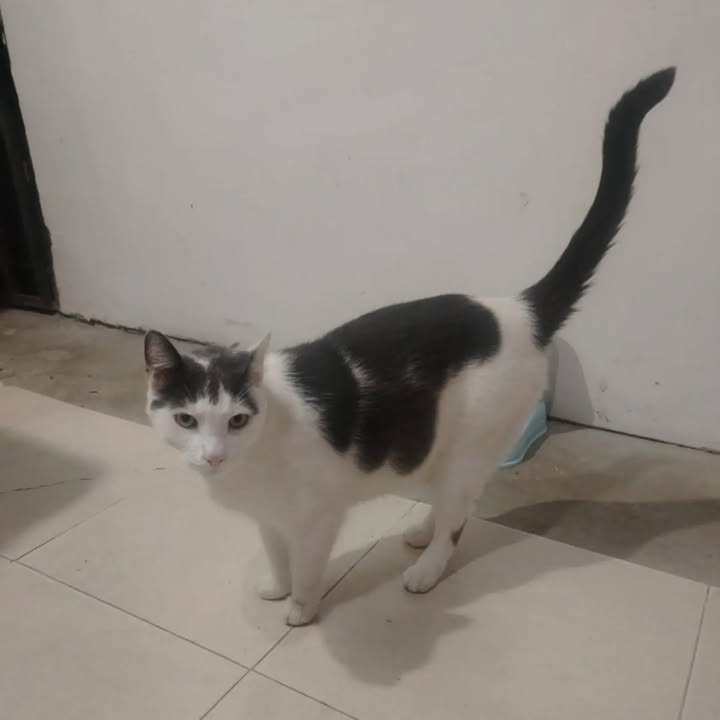 Gato Zeus busca hogar en Pereira 