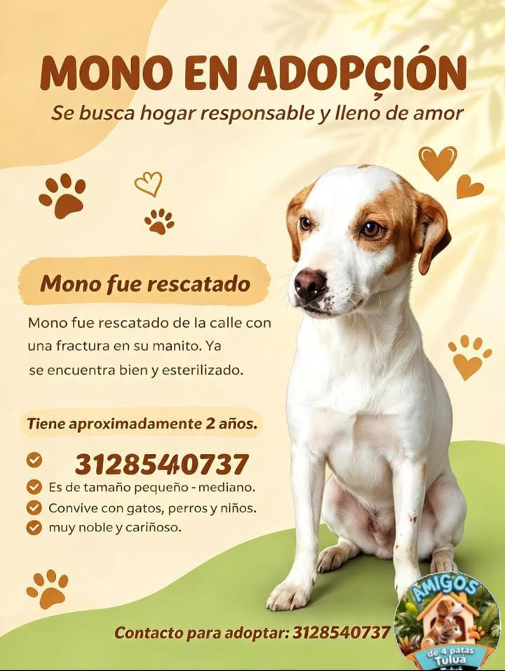 Adopción de perro mestizo pequeño-mediano en Tuluá 