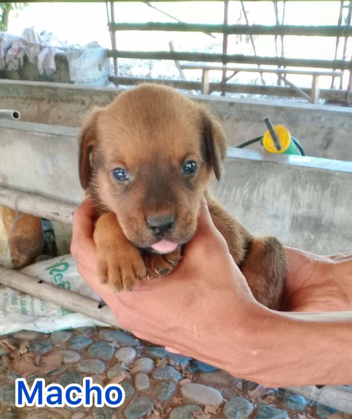 Cachorros Mestizos de Mediana Raza Buscan Hogar en Tuluá 