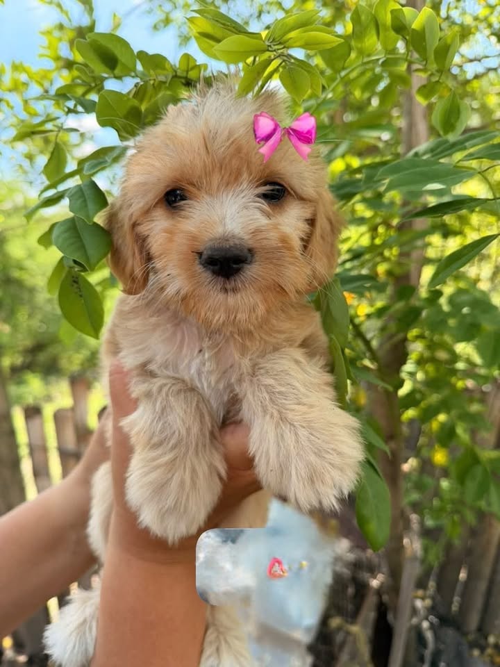 Cachorros medianos pequeños en adopción en Pereira, Risaralda 