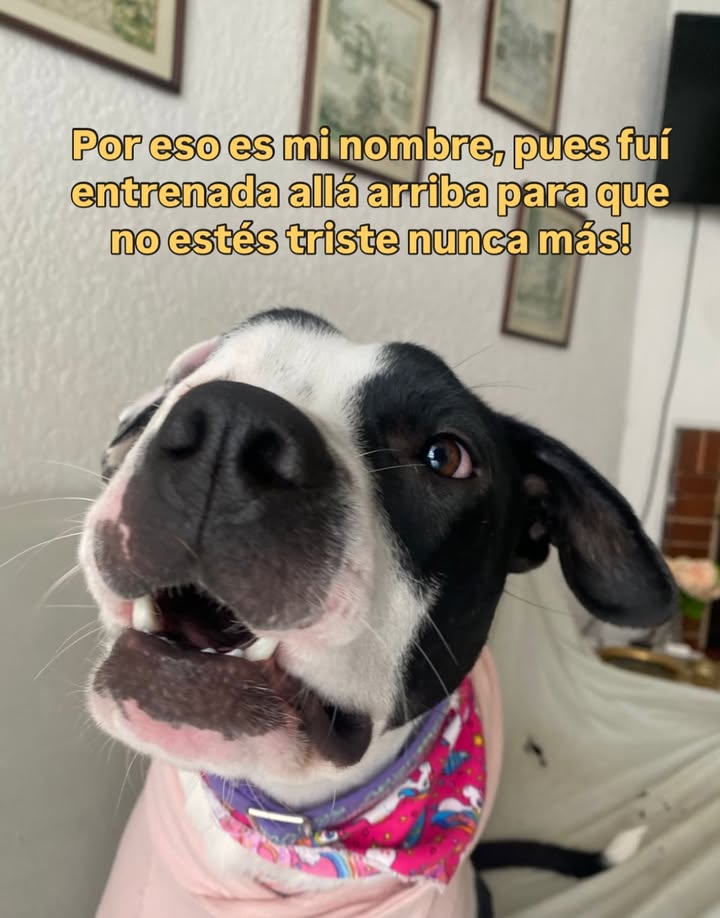 Adopta a Alegría, una perrita juguetona y amorosa en Bogotá 