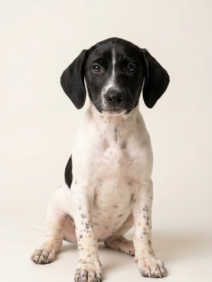 Adopta a Amapola, cachorrita adorable y cariñosa en Cartago 
