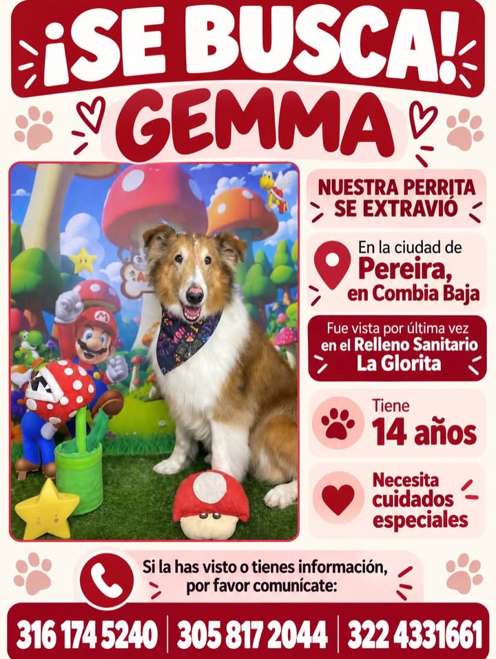 Perra llamada Gemma se extravió en Pereira 