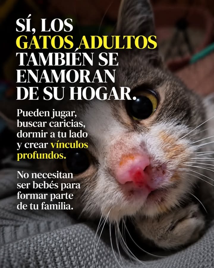 Adopta un gato adulto en Pereira, Risaralda - Colombia 