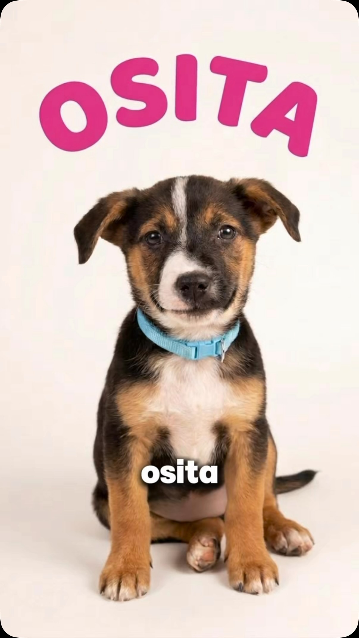 Cachorro(a) Osita en adopción en Cartago 