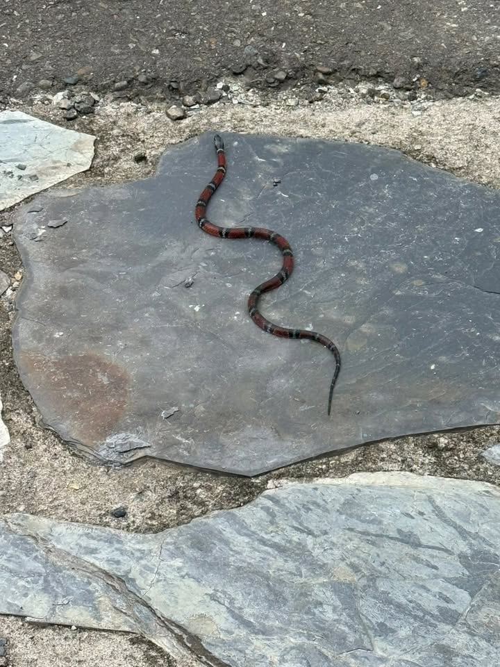Serpiente encontrada en Pereira, Risaralda 