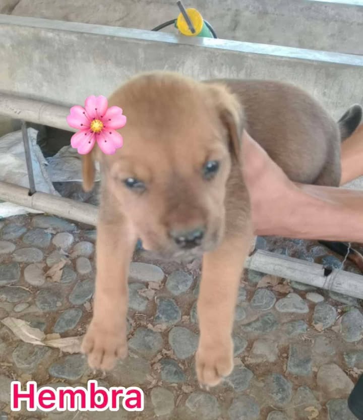 Cachorros Mestizos de Mediana Raza Buscan Hogar en Tuluá 