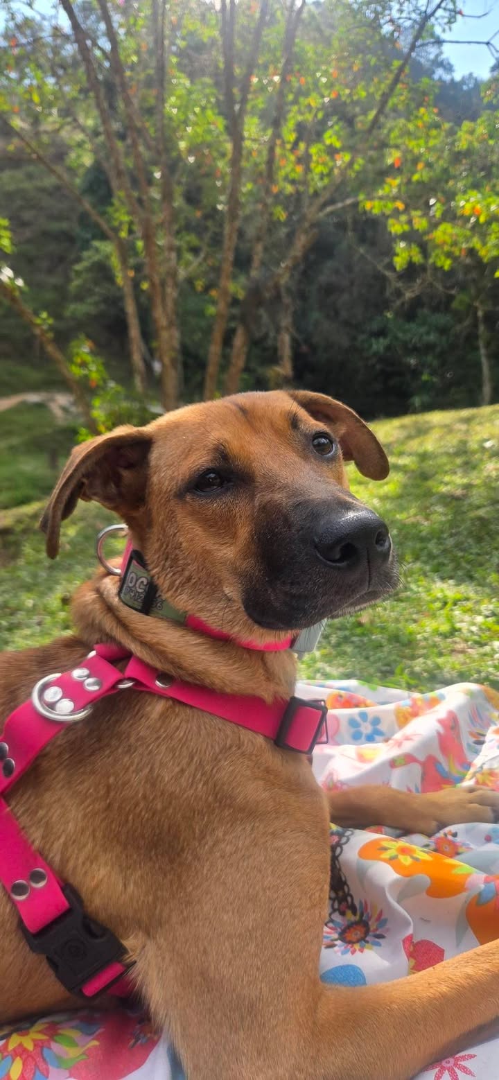 Mocca: Perra de tamaño mediano en adopción en Armenia, Quindío 
