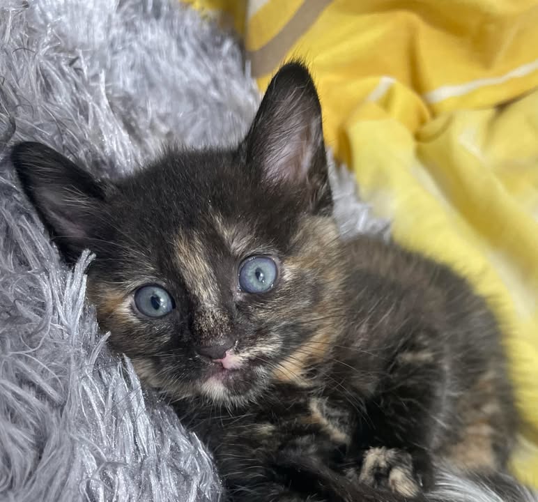 Linda Gatica en adopción en Pereira 