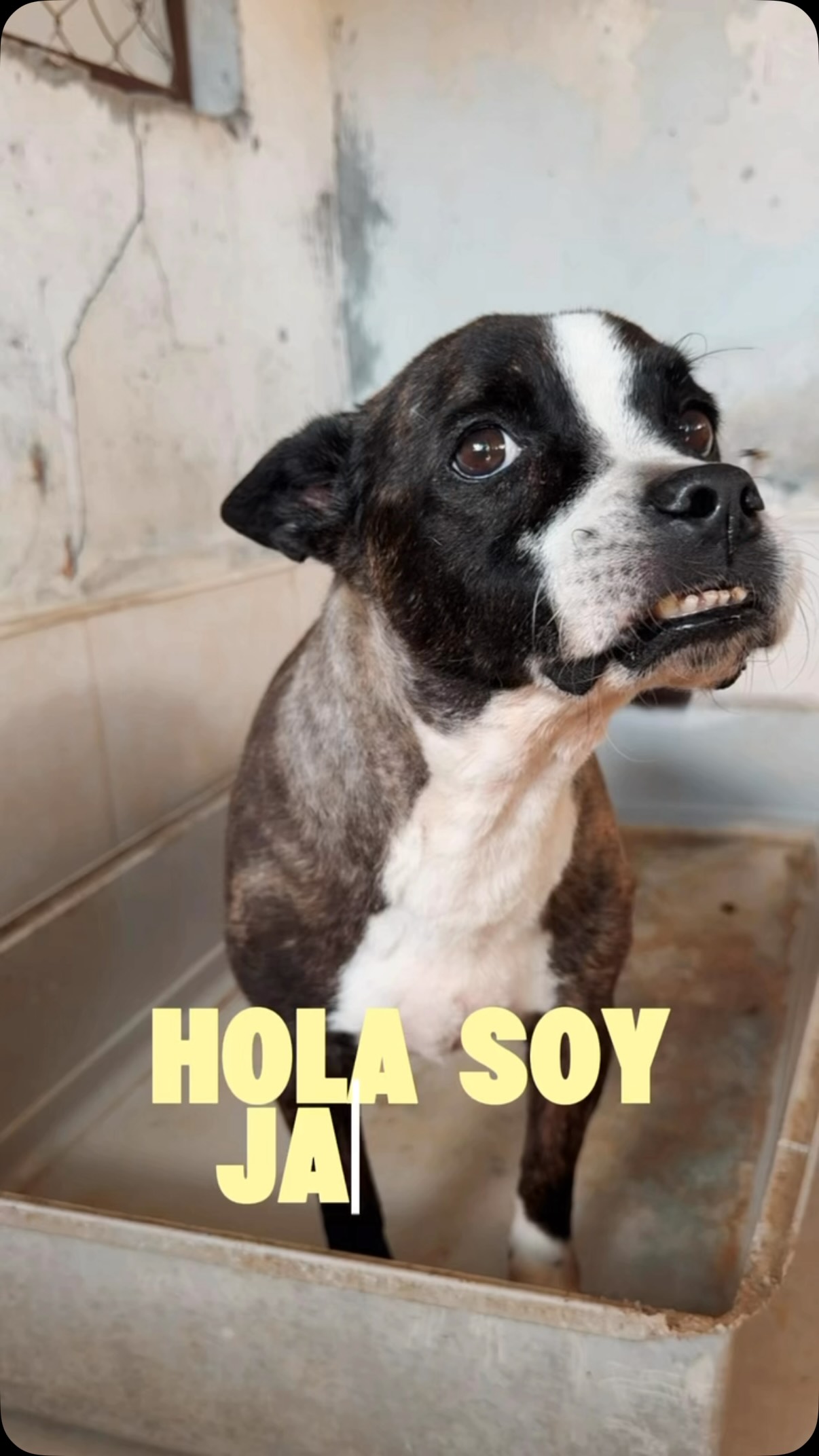 Perro Jacko busca familia en adopción en Cartago, Valle 