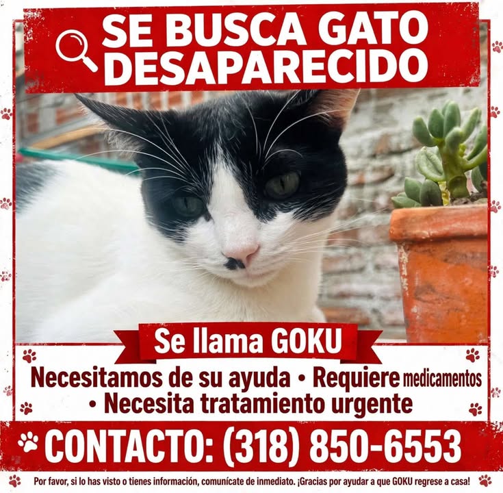 Se busca gato Goku desaparecido en Tuluá, Valle 