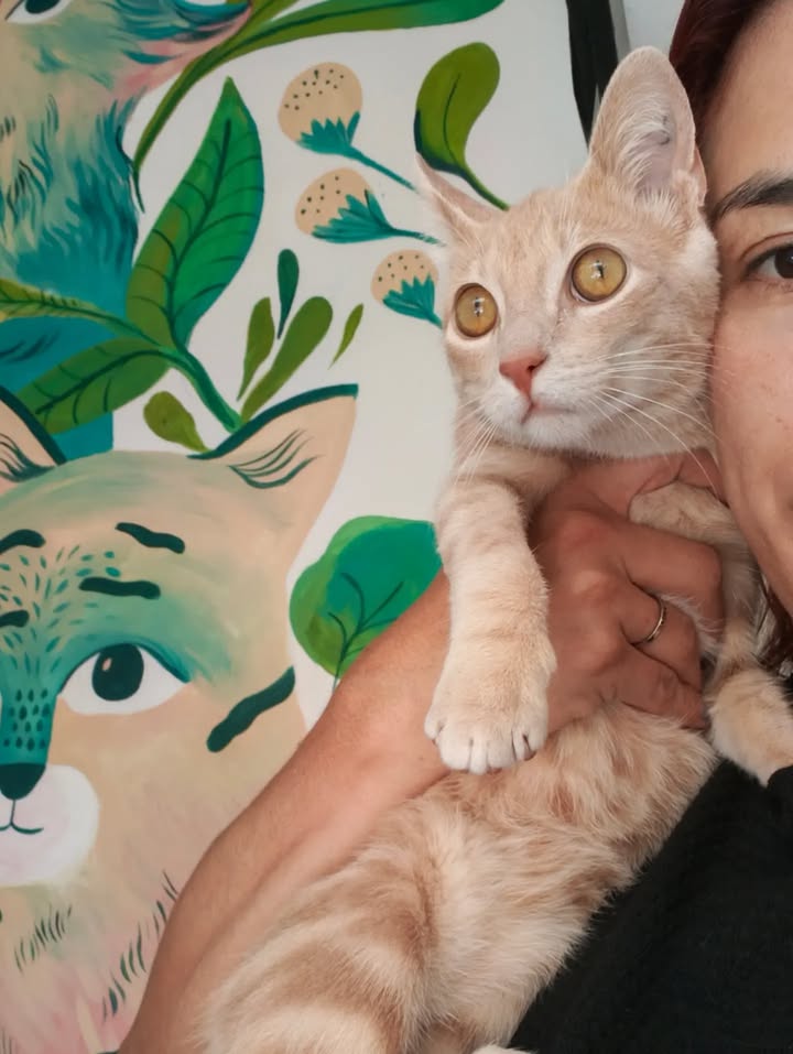 Gatita Mafalda rescatada y lista para adopción responsable 