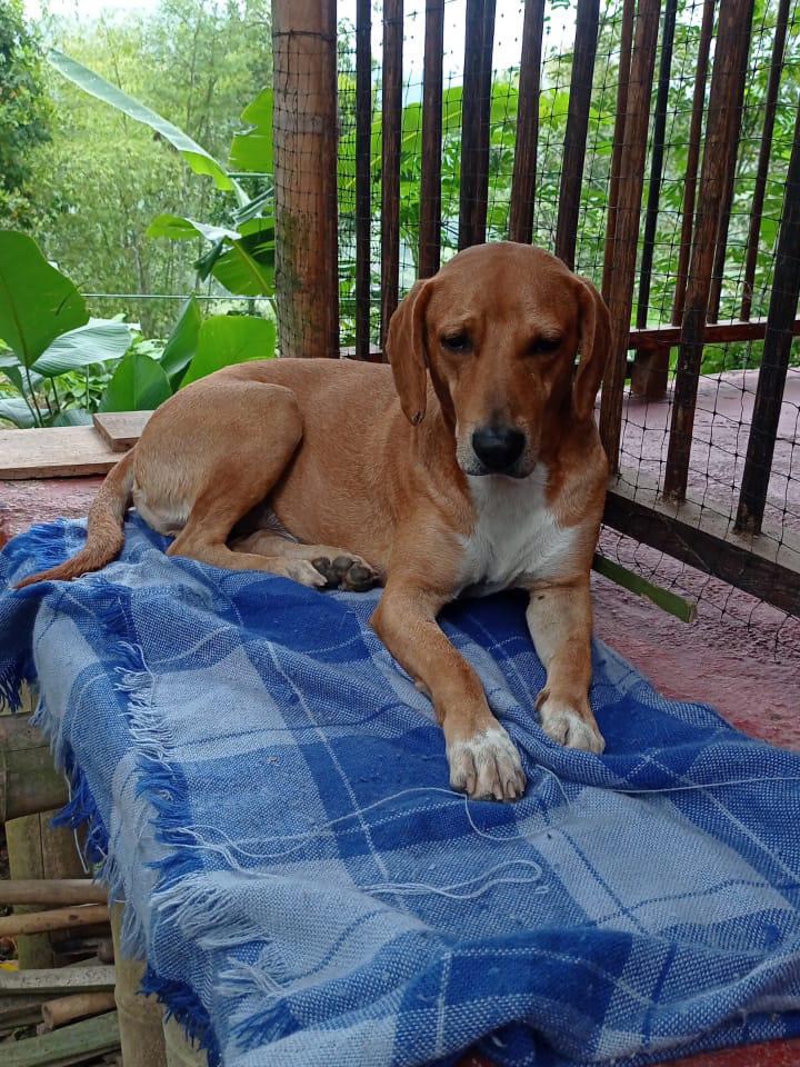 Perro perdido en Pereira, Risaralda 