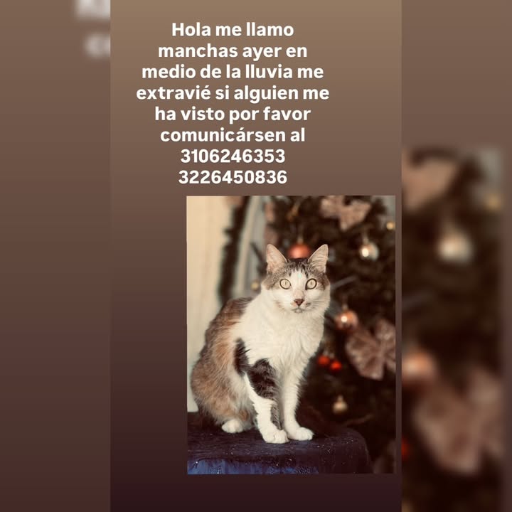 Gato perdido en La Virginia 