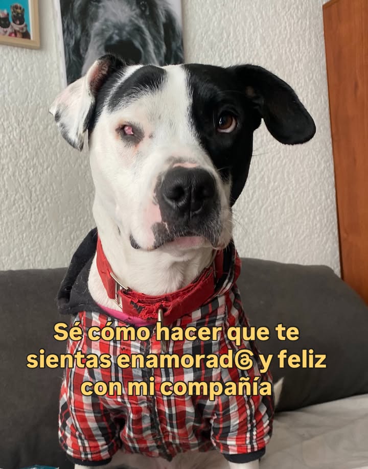 Adopta a Alegría, una perrita juguetona y amorosa en Bogotá 