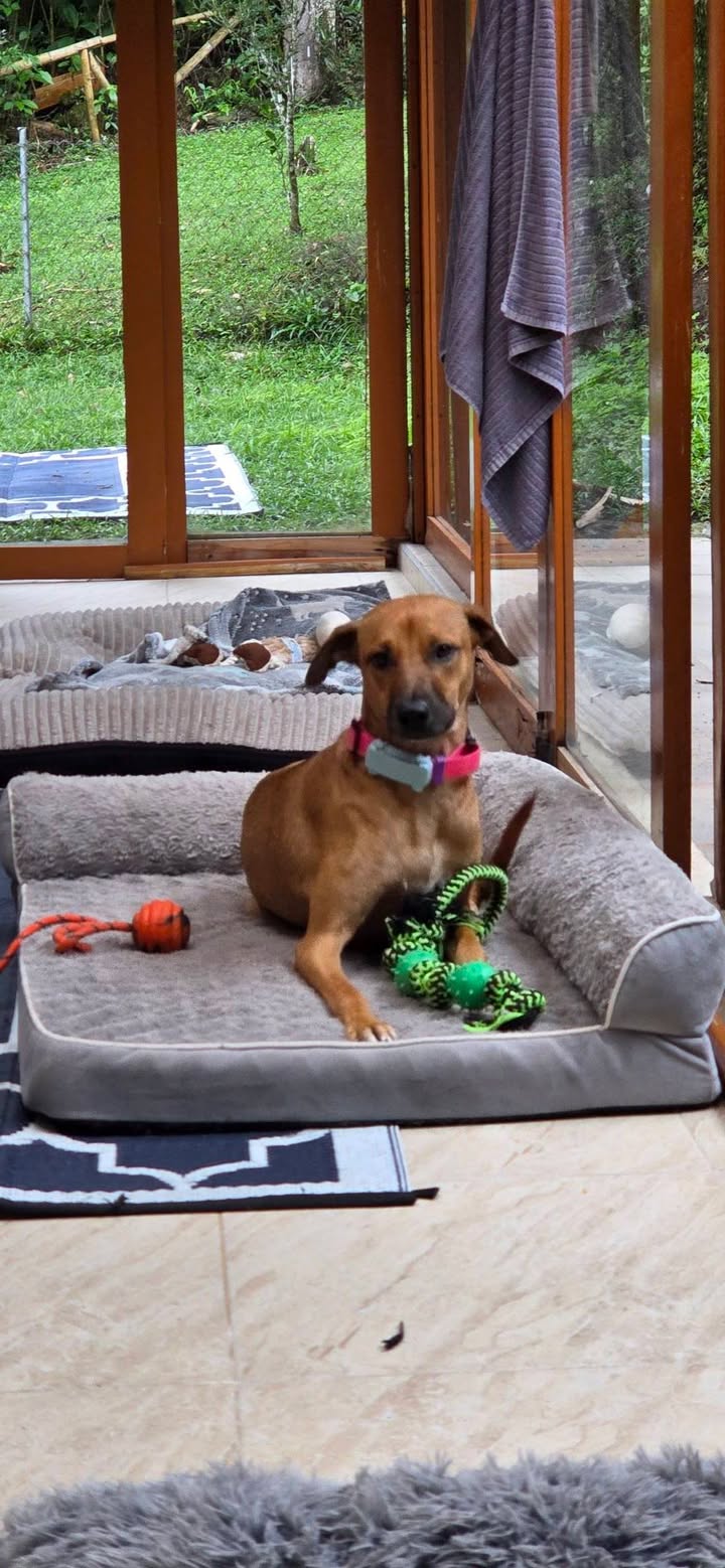 Mocca: Perra de tamaño mediano en adopción en Armenia, Quindío 