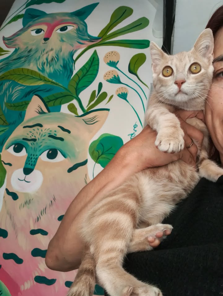 Gatita Mafalda rescatada y lista para adopción responsable 