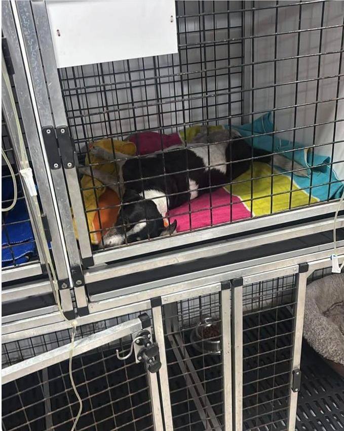 Perrita Atropellada Encontrada Necesita Ayuda Urgente en Amagá, Antioquia 