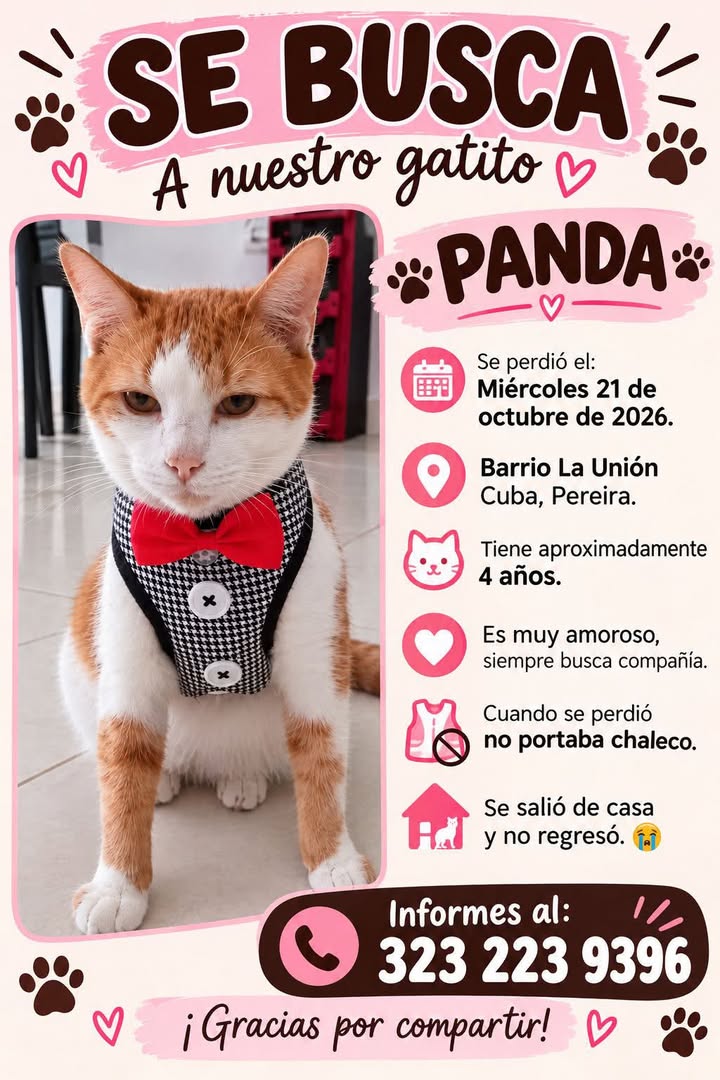 Se busca gatito Panda en Pereira, Risaralda 