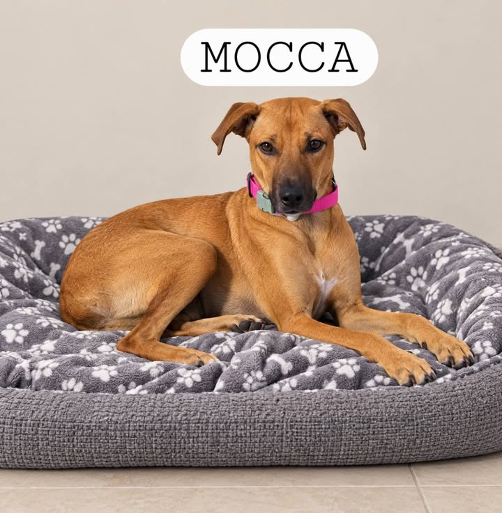 Mocca: Perra de tamaño mediano en adopción en Armenia, Quindío 
