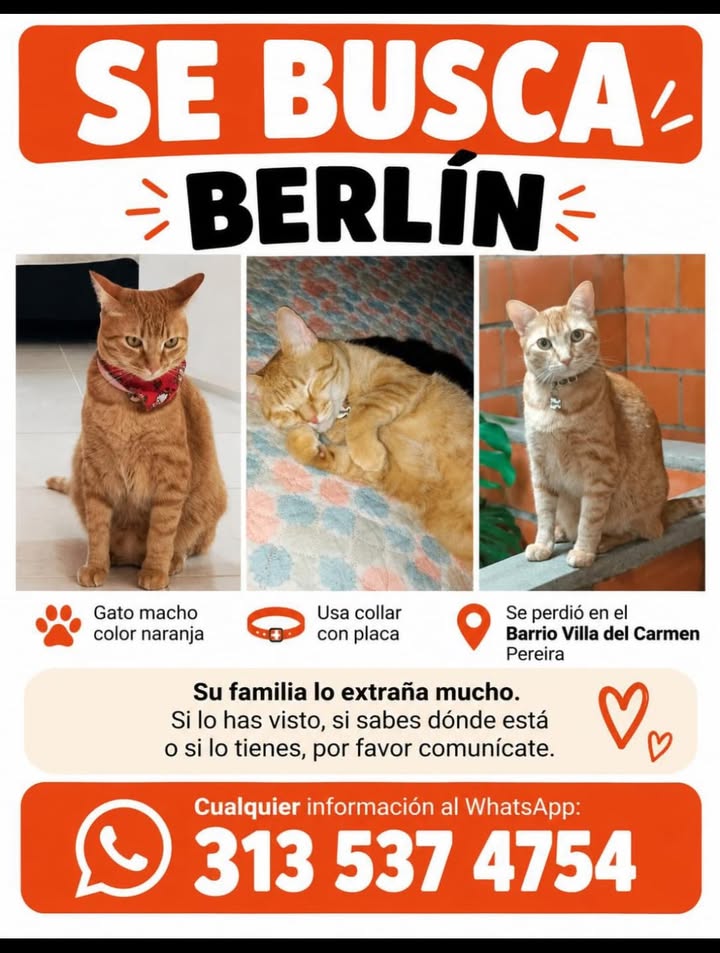 Gato naranja "Berlín" perdido en Villa del Carmen, Pereira 