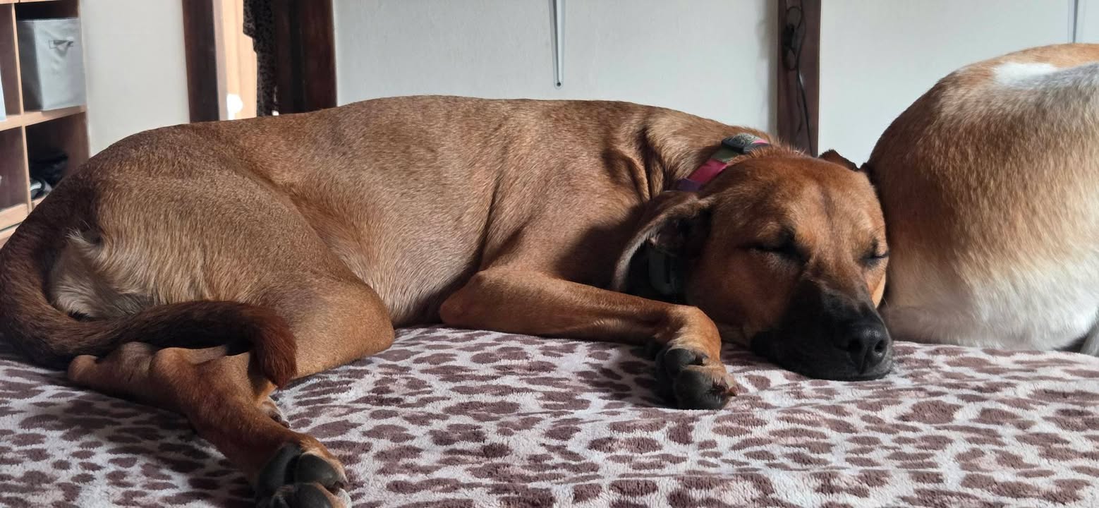 Mocca: Perra de tamaño mediano en adopción en Armenia, Quindío 