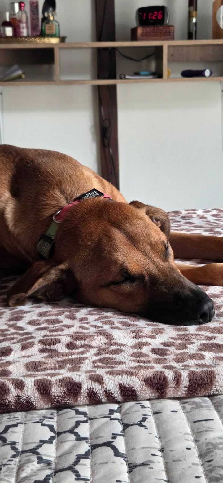 Mocca: Perra de tamaño mediano en adopción en Armenia, Quindío 