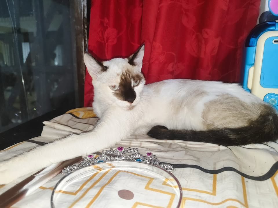 Adopción de gatita hembra de 4 meses en Pereira, Risaralda 