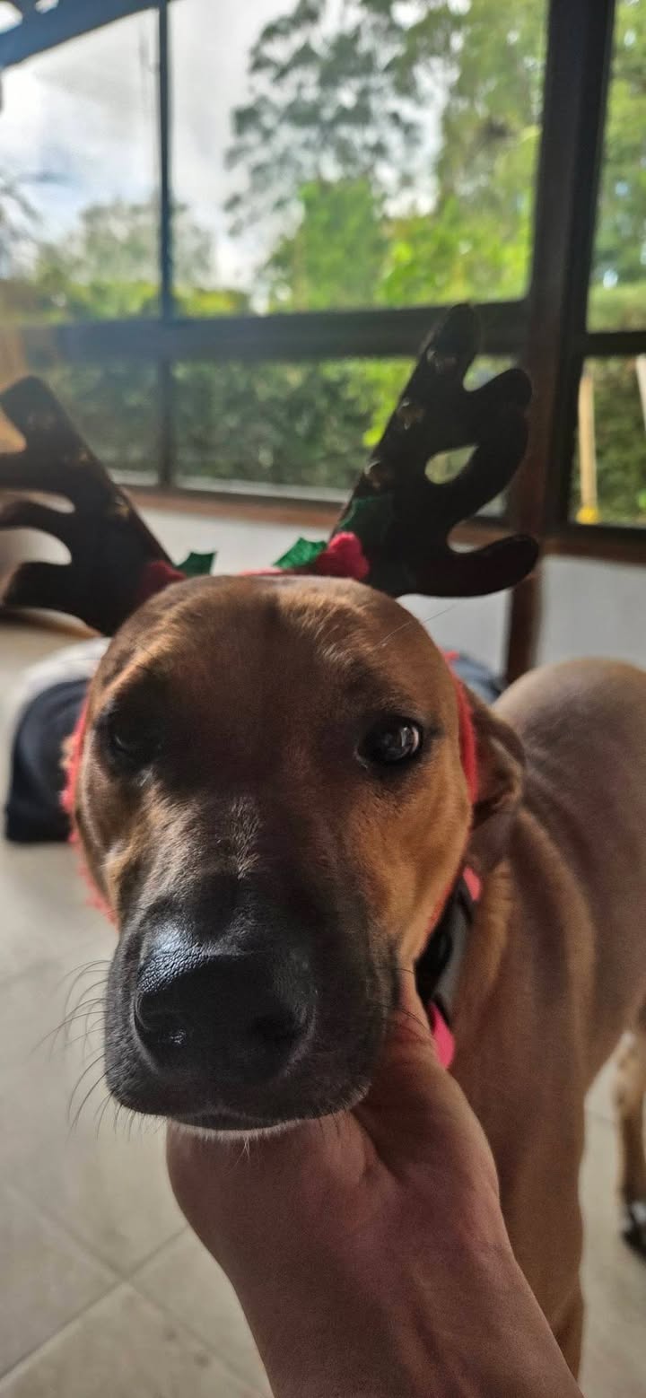 Mocca: Perra de tamaño mediano en adopción en Armenia, Quindío 