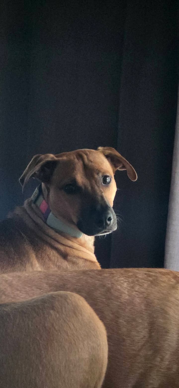 Mocca: Perra de tamaño mediano en adopción en Armenia, Quindío 