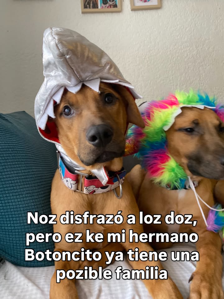 Arbolito busca hogar en Bogotá 