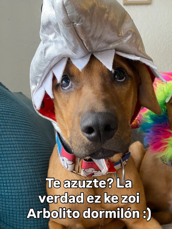 Arbolito busca hogar en Bogotá 