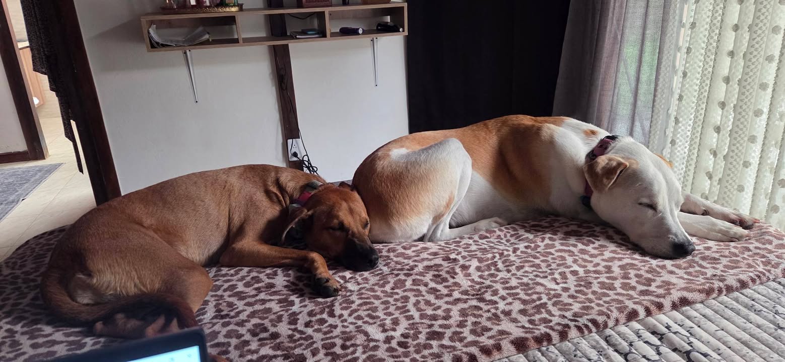 Mocca: Perra de tamaño mediano en adopción en Armenia, Quindío 