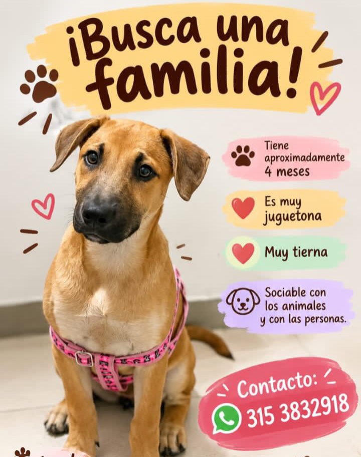 Busca familia para perro en Pereira, Risaralda 