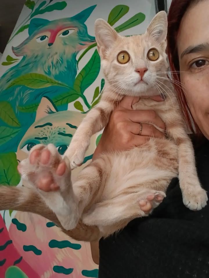 Gatita Mafalda rescatada y lista para adopción responsable 