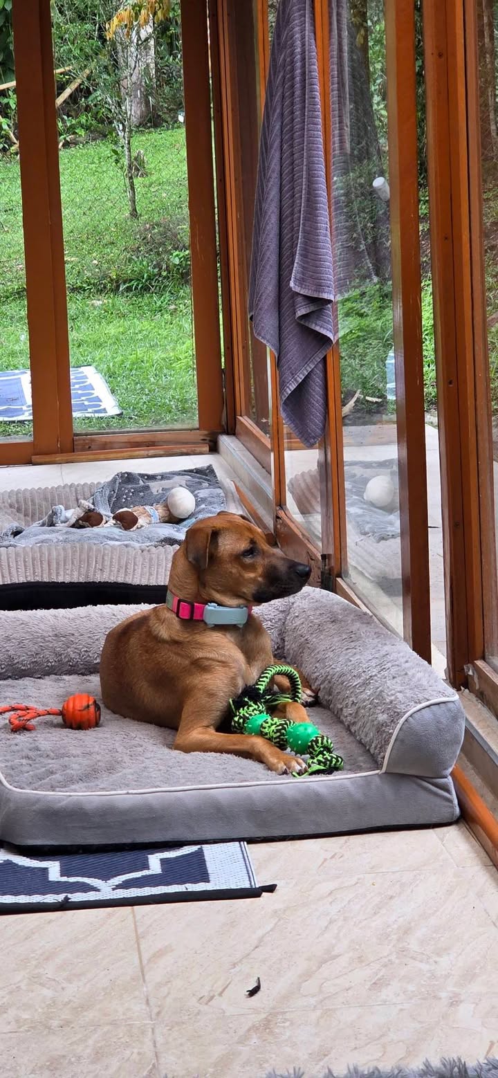 Mocca: Perra de tamaño mediano en adopción en Armenia, Quindío 