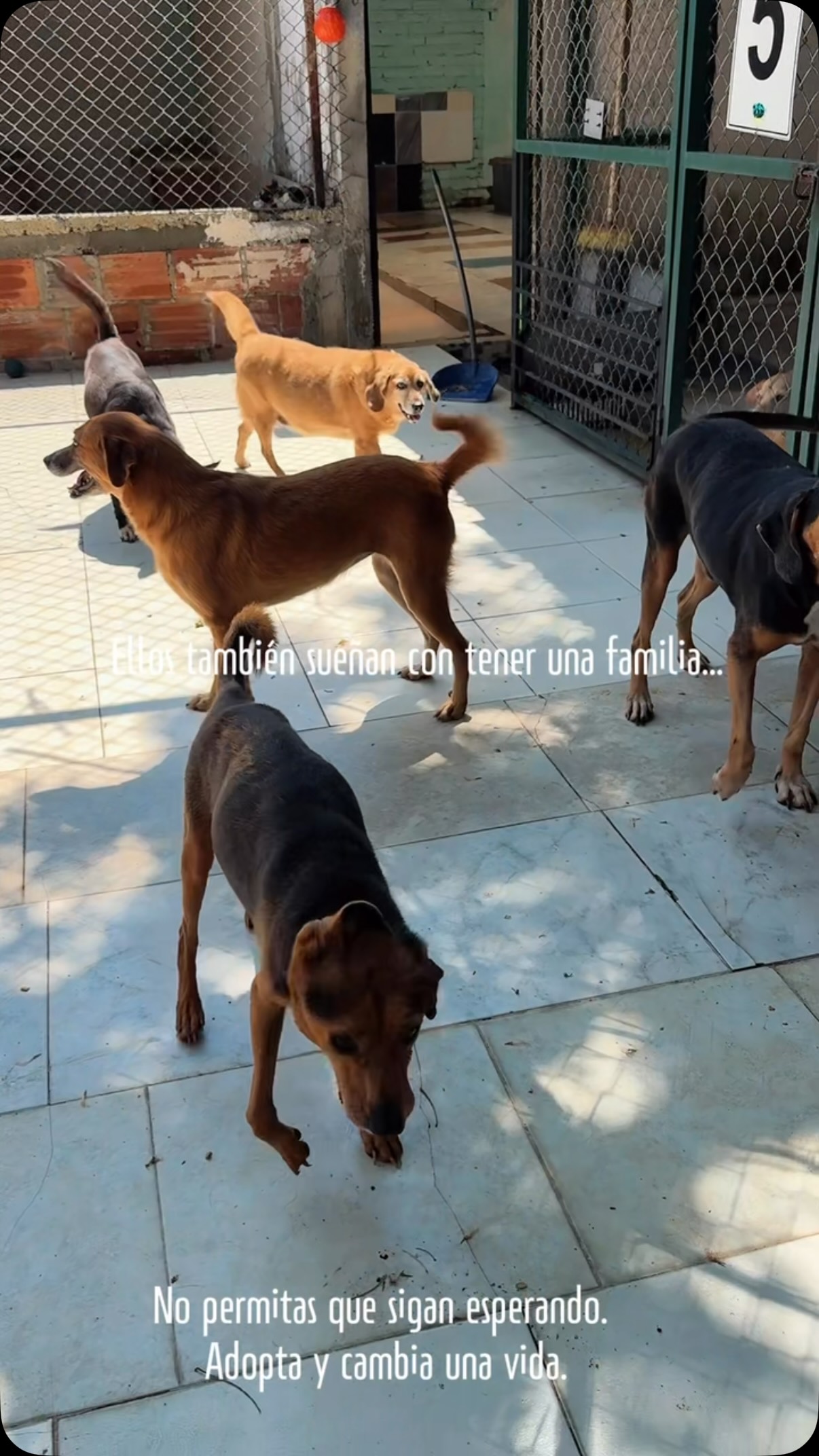 Reflexiona y actúa por animales necesitados 