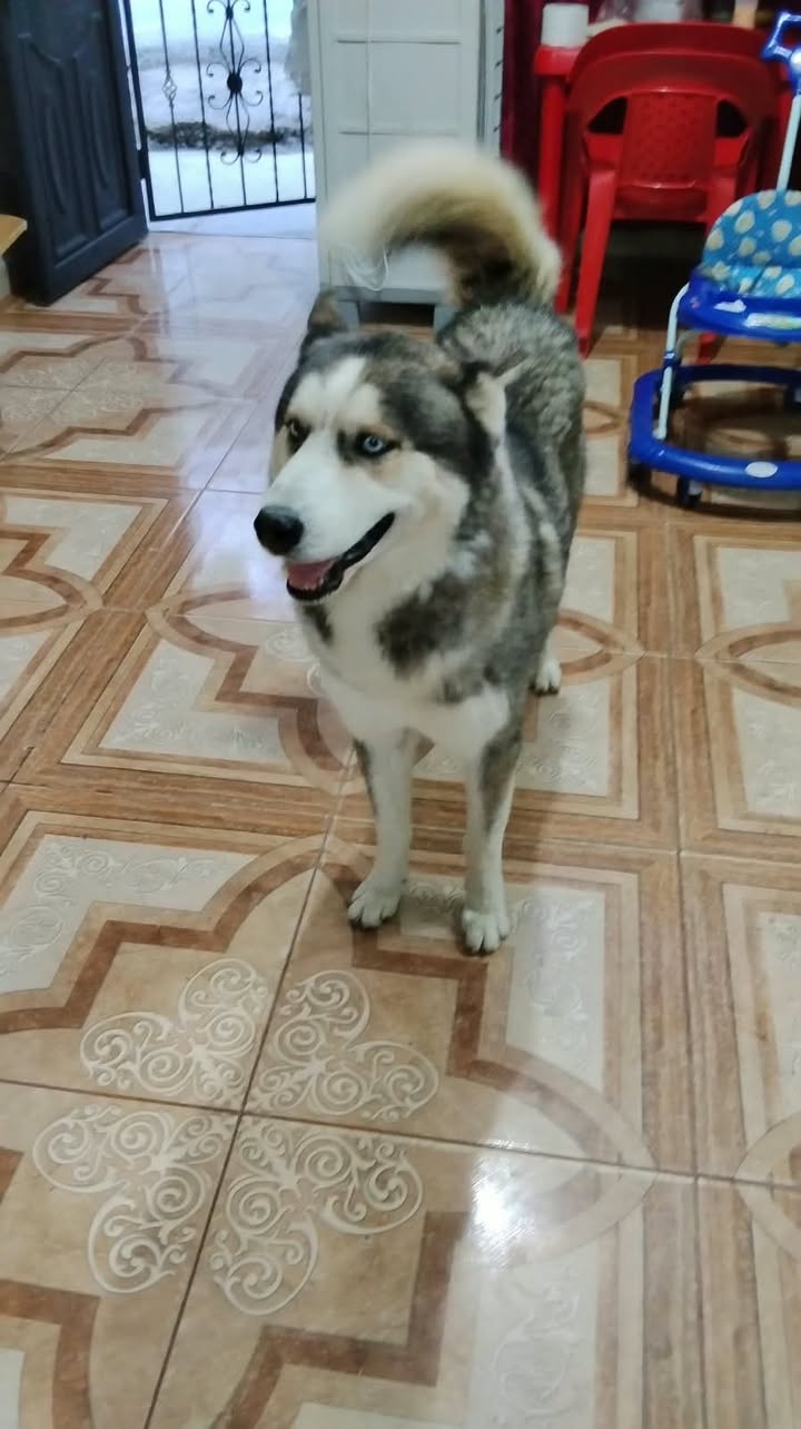 Perro Husky perdido en Amagá, Antioquia 