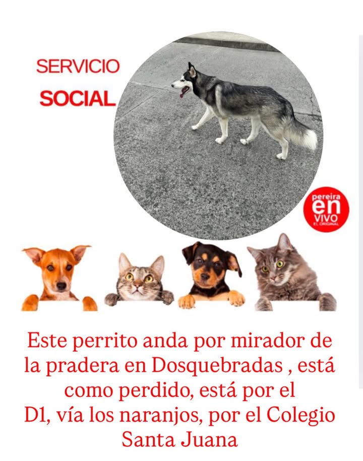 Perro perdido en Dosquebradas 