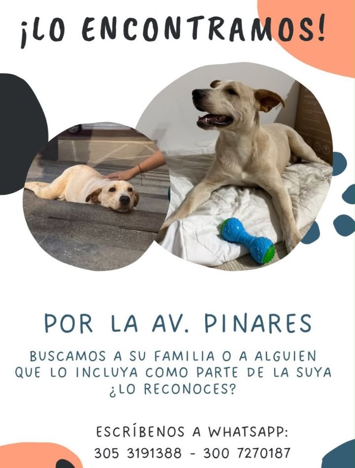 MascoTa encontrada en Pereira 
