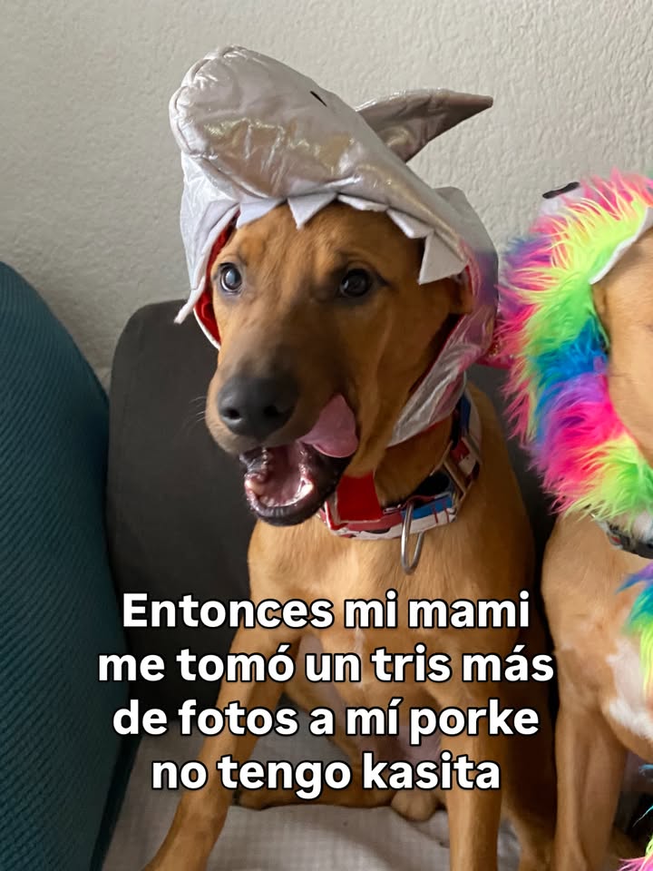 Arbolito busca hogar en Bogotá 
