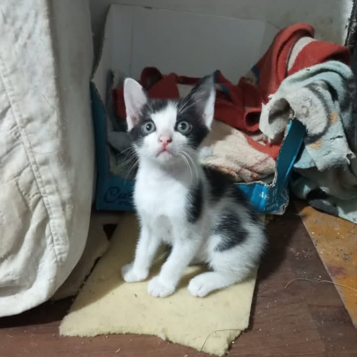 Cachorro de gato en adopción en Pereira, Risaralda 