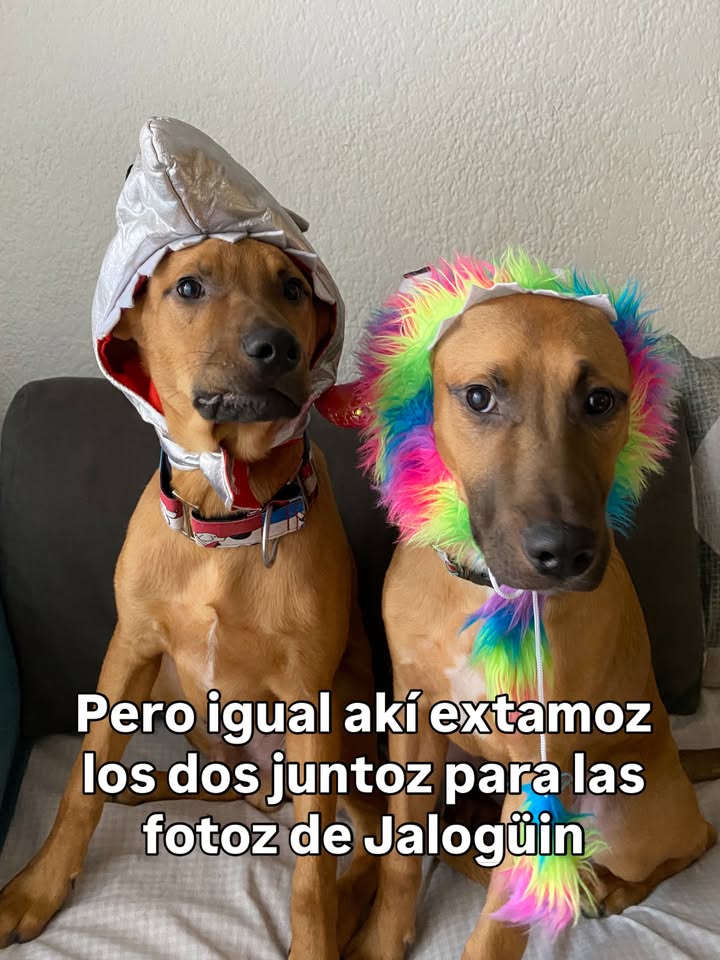 Arbolito busca hogar en Bogotá 