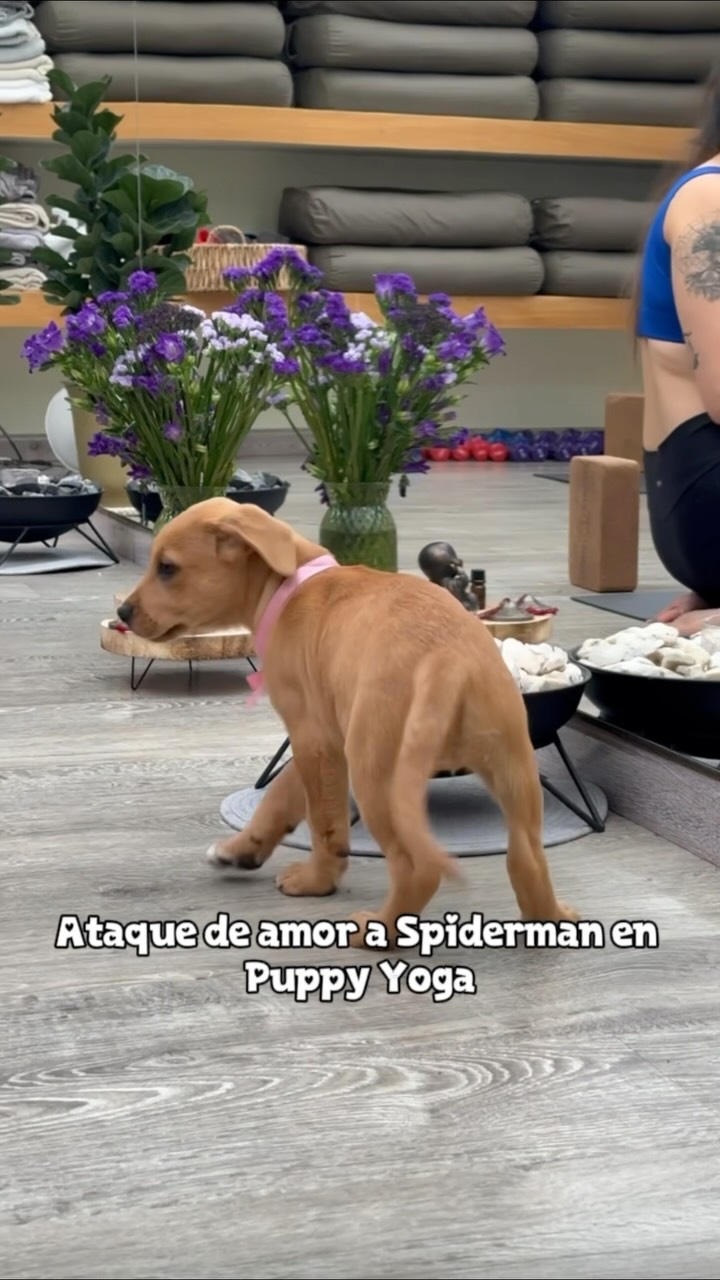Clases de Puppy Yoga en Bogotá con perros rescatados 