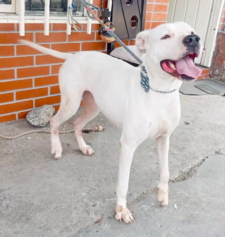 Adopción de perrita noble y tierna en Pereira 