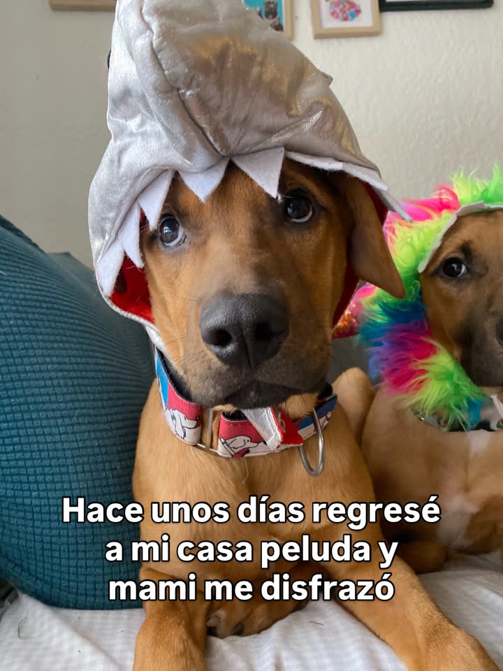Arbolito busca hogar en Bogotá 